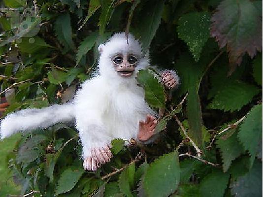 Αξιολάτρευτοι και αξιαγάπητοι πίθηκοι Marmoset και Capuchin Διατίθενται...